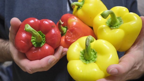 Die geretteten Paprika bekommen eine zweite Chance ...