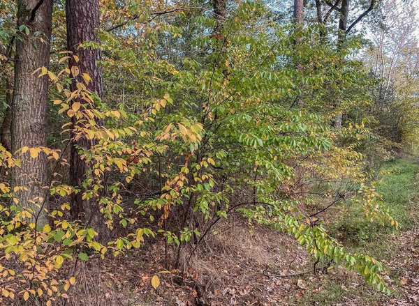 Die Spätblühende Traubenkirsche beherrscht den Wegrand.