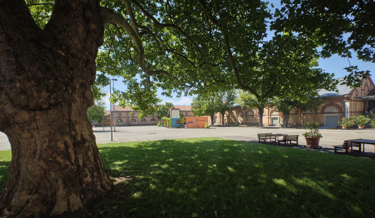 Soldaten der Kaiserzeit, Zwangsarbeiter, Geflüchtete, US-Army: der alte Baum hat sie alle gesehen. Heute sitzt in der Hindenburgstraße in Ludwigsburg das Kunstzentrum Karlskaserne.