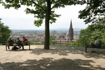 Freistehender Baum in Freiburg: gute Gelegenheit für Wildpinkler. Foto: Joachim E. Röttgers
