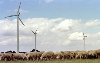 Schafe scheinen weniger eigenartig als Menschen. 