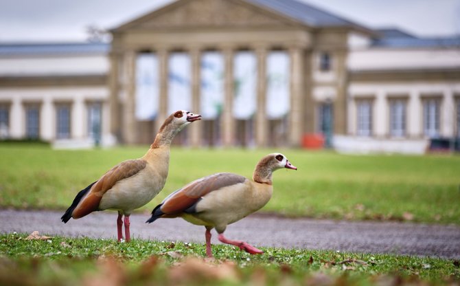 Nilgänse vor Schloss Rosenstein, dem Arbeitsplatz von Friederike Woog.