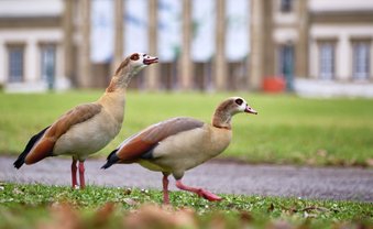 Ein Herz für Nilgänse