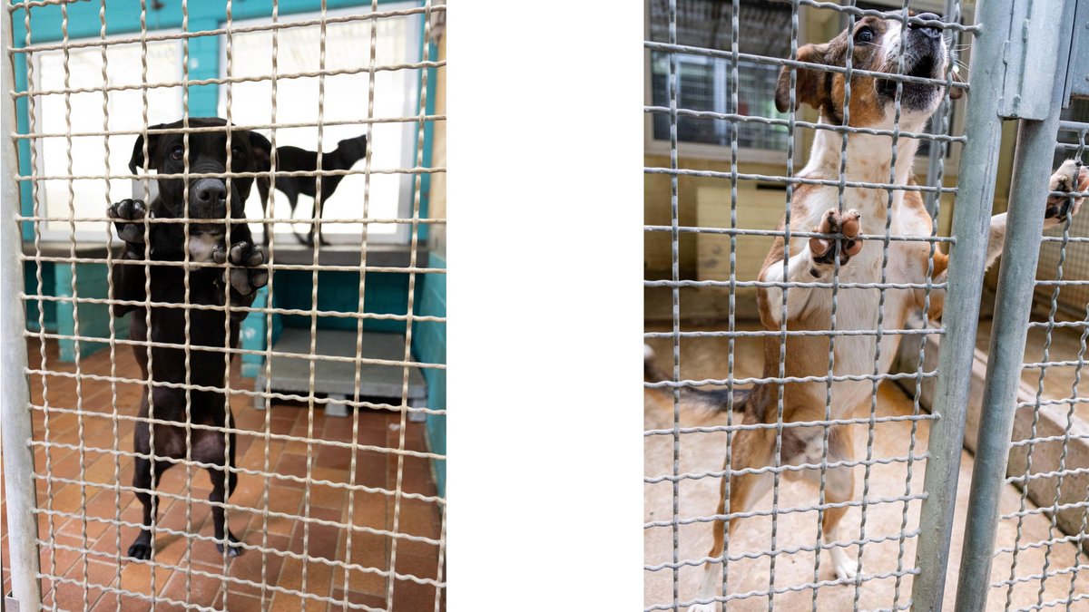 Ein Leben für Tiere