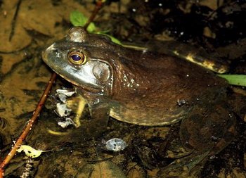 Gefräßiger Neubürger: Der Ochsenfrosch. Foto: Kabir Bakie