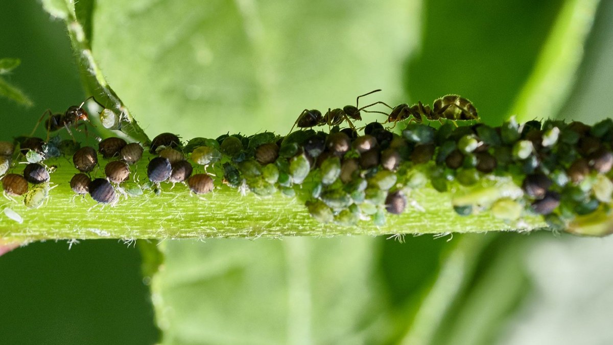 Er schaffe Ordnung in Land und Bund, wie eine Ameise, sagt Thomas Strobl. Wenn das nicht zum Läusemelken ist. Fotos: Joachim E. Röttgers Er schaffe Ordnung in Land und Bund, wie eine Ameise, sagt Thomas Strobl. Wenn das nicht zum Läusemelken ist. Fotos: Joachim E. Röttgers