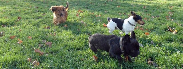 Gut erzogen: Ramelows Hund Attila (Mitte) und Kumpels. Foto: privat