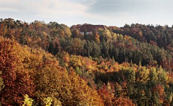 Wald des Jahres