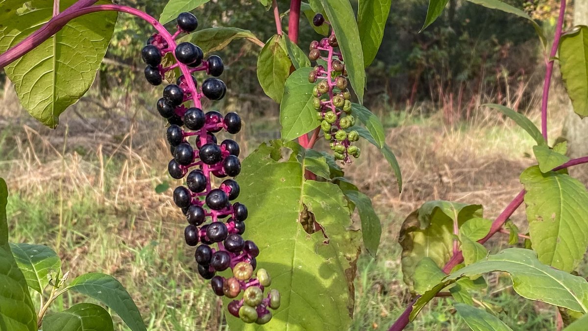 Robust, imposant und überaus einnehmend: die Amerikanische Kermesbeere. Mehr Fotos mit Klick auf den Pfeil.