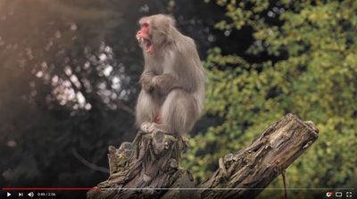 Nicht nur ihn macht das Filmchen nervös.