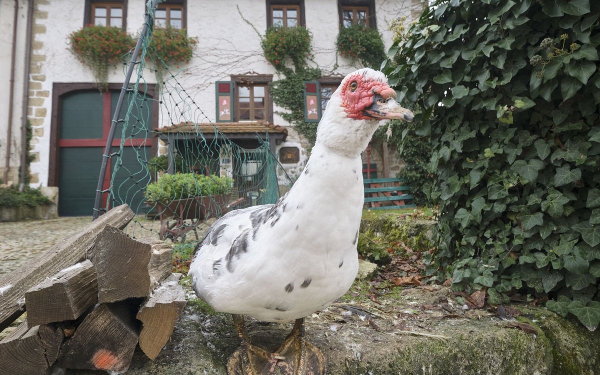 Und Plastikzäune, eine Ente freut sich über Lücken. 