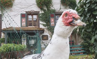 In Tengen ist alles etwas einfacher