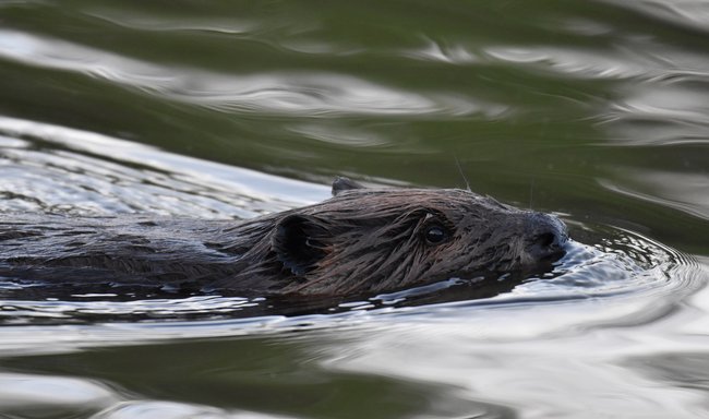 Biber – nur schnell weg hier? Foto: Laura Wolf, CC BY 2.0