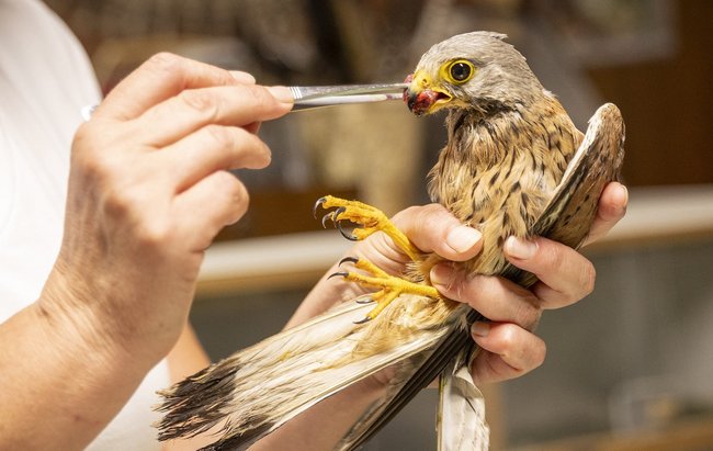 Fütterung eines jungen Turmfalken. Fütterung eines jungen Turmfalken.