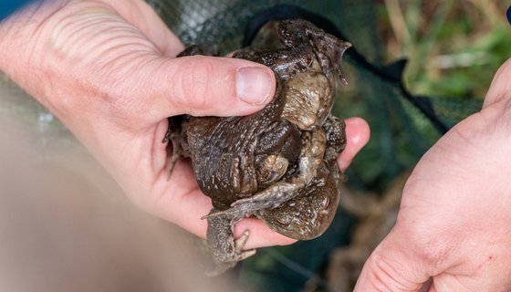 Ganz schöner Kuddelmuddel: Krötenklumpen.  Ganz schöner Kuddelmuddel: Krötenklumpen.