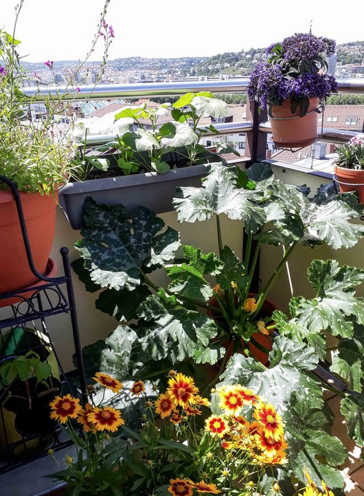 Dieses Jahr relativ wanzenfrei: Blumenreich mit Zucchini.