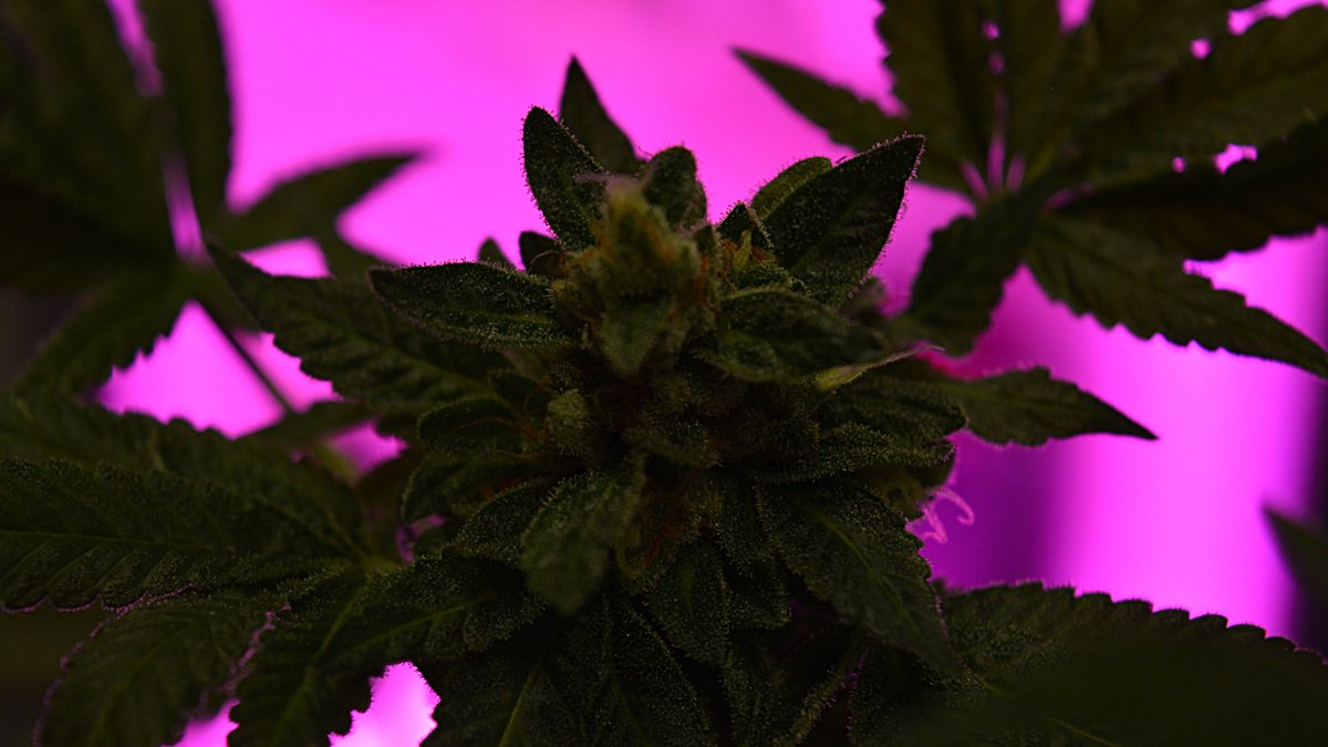 Junge Gehirne sind besonders gefährdet, von Cannabis-Konsum bleibende Schäden zu erleiden. Foto: Cannabis Pictures, CC BY 2.0, https://commons.wikimedia.org/w/index.php?curid=57419082