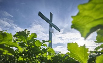 Kreuzzug gegen die Biene