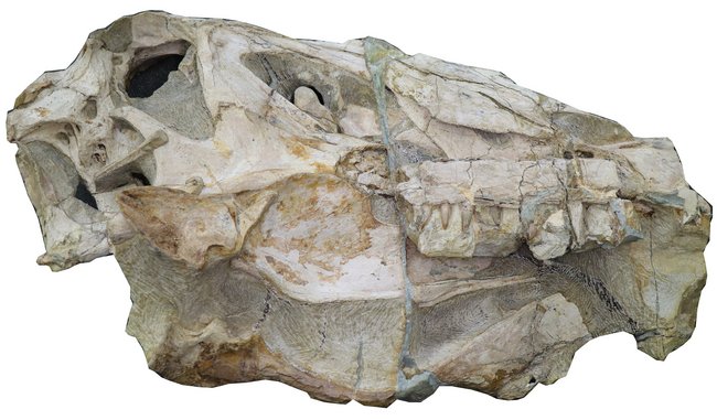 Das Fossil ist der bislang einzige Nachweis dieser Art. Foto: Oliver Rauhut