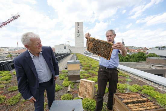 Manchmal hat man den Eindruck, Kuhn hat nicht nur vor Bienen Angst. Hier 2017 auf dem Rathausdach. Foto: Leif Piechowski/Lichtgut Manchmal hat man den Eindruck, Kuhn hat nicht nur vor Bienen Angst. Hier 2017 auf dem Rathausdach. Foto: Leif Piechowski/Lichtgut