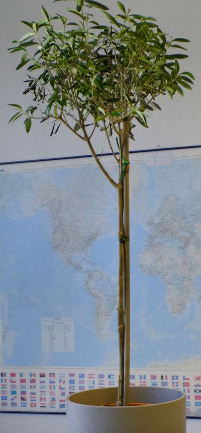 Der Urban Future Tree, ein schwedischer Olivenbaum, soll bis Juni 2023 im Stuttgarter Rathaus bleiben. Und hoffentlich bald einen größeren Topf bekommen.