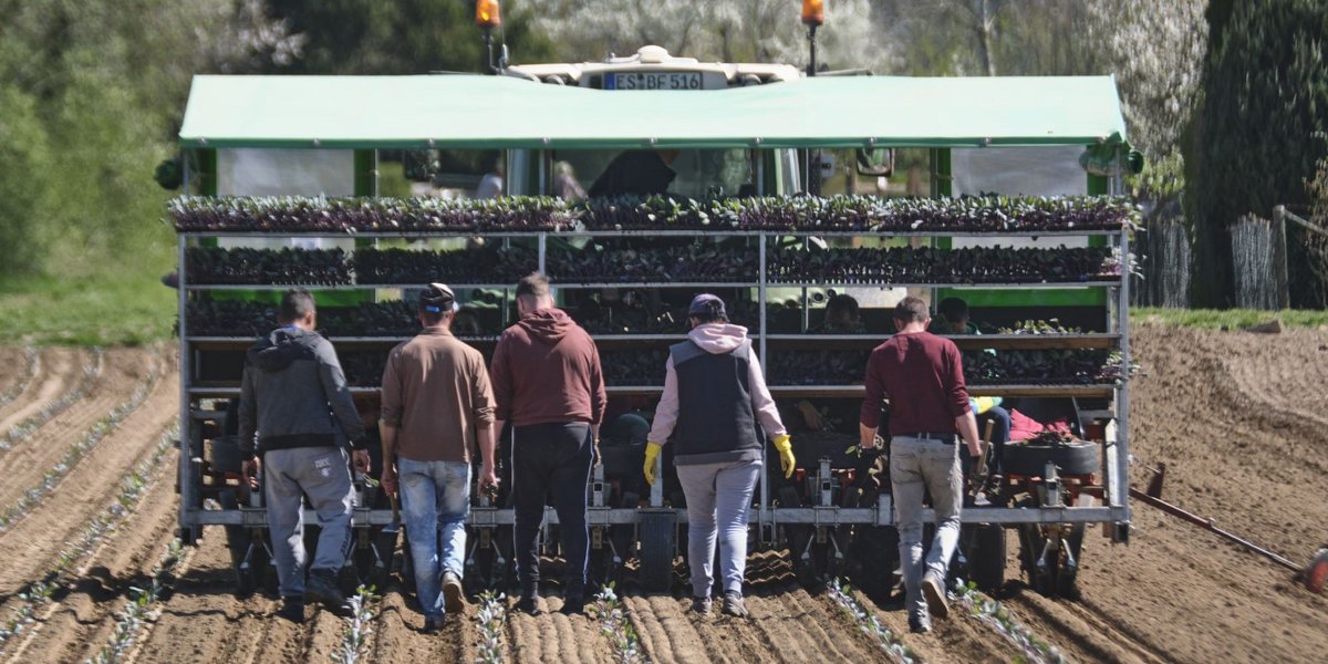 Noch mal Glück gehabt: Müssten sie anständige Löhne zahlen, wären Großbetriebe in der Bredouille. Da helfen rumänische Saisonarbeiter.  