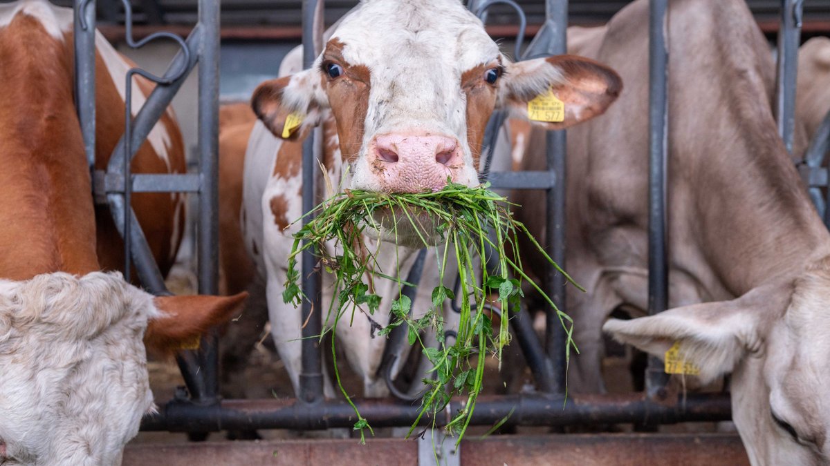 Der Kuh schmeckt Klee aus der Region. Wir Menschen dagegen kaufen günstige Lebensmittel aus dem Ausland. Foto: Jens Volle