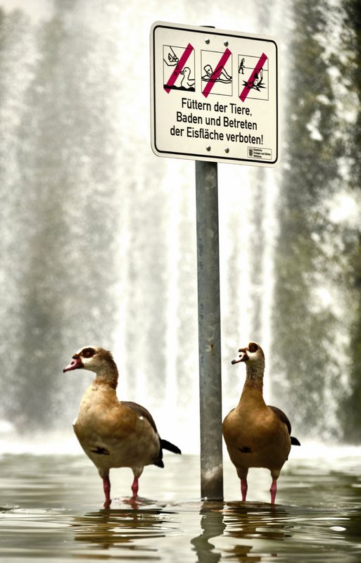 ... und zwei bei Gans. Die Verbotsschilder missachten, weil sie nur Ägyptisch können.