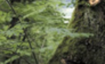 Im Kretschwald