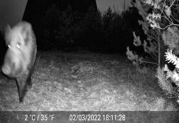 Chernobyl Safari, Video, 2014 bis 2023. Wildschwein bei Nacht vor einer fest installierten Kamera. Videostill: Anna Jermolaewa