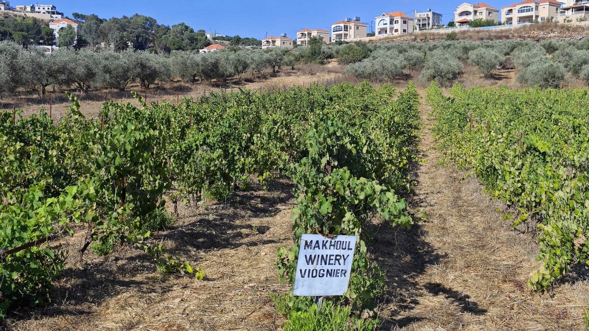 Weingut Makhoul in Rmeich. Foto: privat