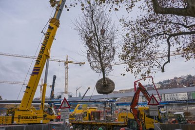 2016 pflanzt die Deutsche Bahn Alibi-Bäumchen.