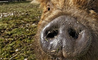 Politgeplänkel in der Wahlhelma