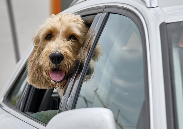 Auch flauschige Begleiter werden mitgenommen. Foto: Joachim E. Röttgers