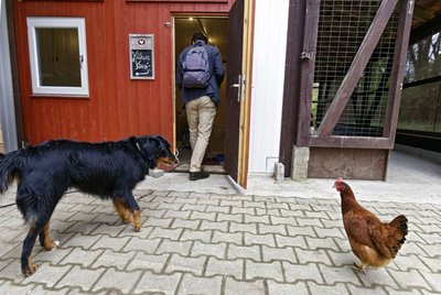Alle wollen Küken kucken.