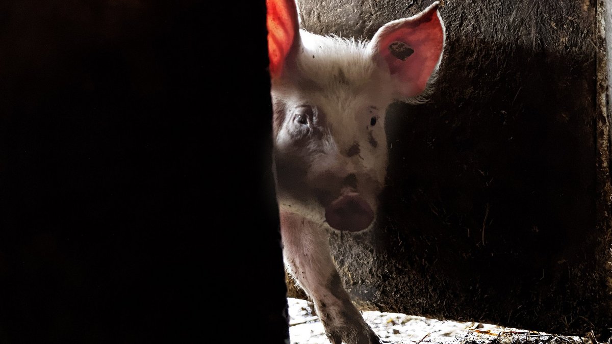 Schwein haben die Fußballherren des VfB Stuttgart derzeit nicht. Foto: Joachim E. Röttgers