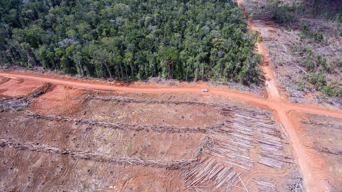 Für Palmöl-Plantagen gerodete Wälder im Konzessionsgebiet der Korindo-Firma PT Papua Agro Lestari, Juni 2016. Foto: Yudhi Mahendra