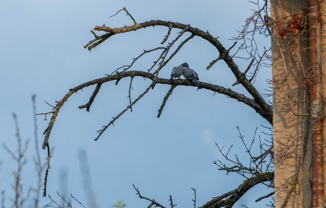 Turteltäubchen, Symbolbild der Liebe.