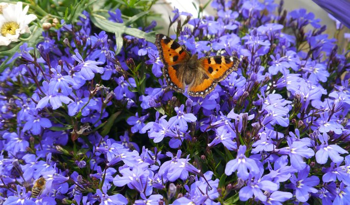 Attraktiv für viele Fluginsekten, hier der Kleine Fuchs: die Blaue Lobelie.