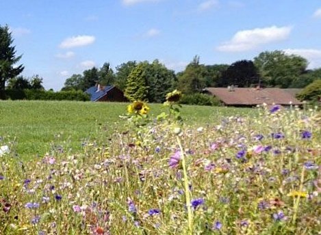 Baupilot mit Gschmäckle
