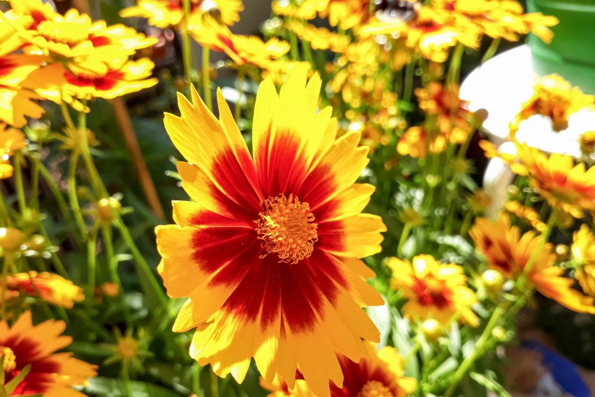 Mädchenauge in voller Blüte.