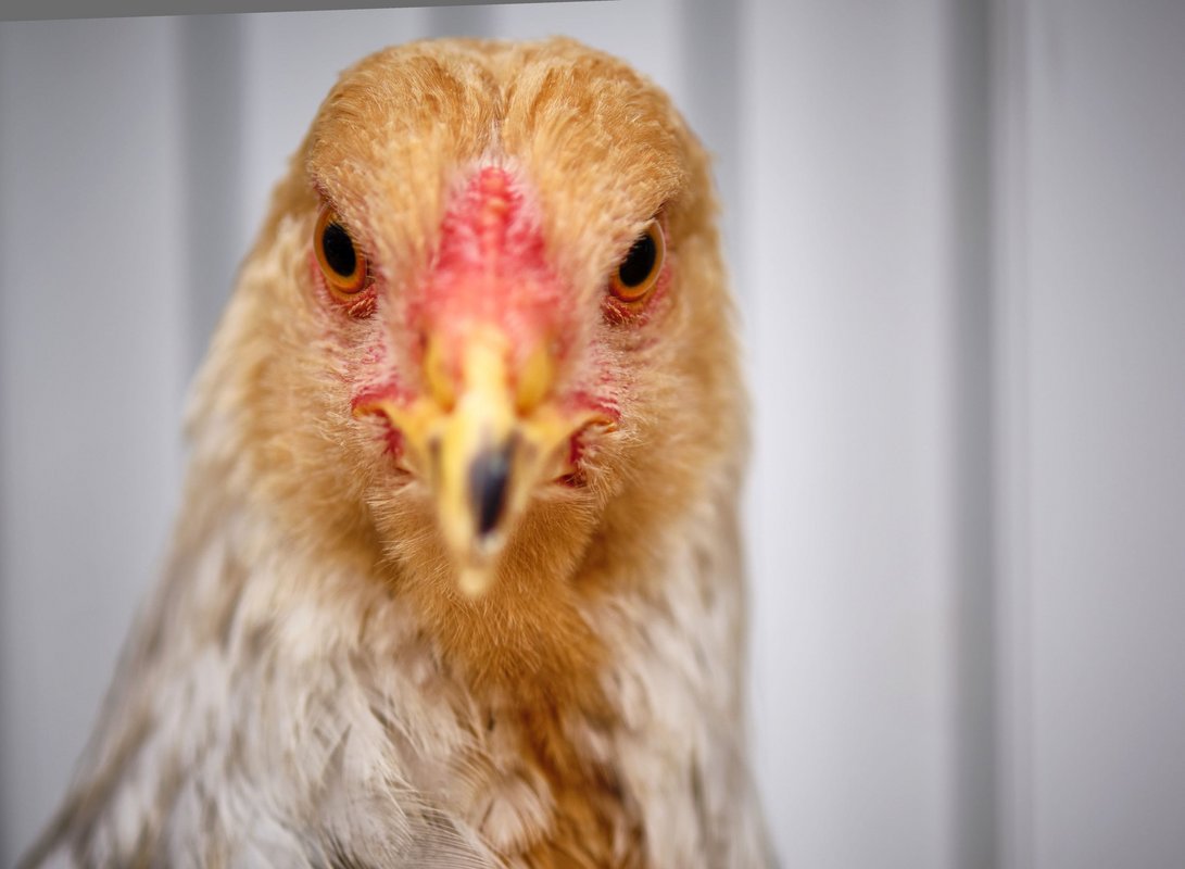 Muss gut aussehen, kommt aber nicht in die Pfanne: Rassehuhn auf der Jungtierschau der Kleintierzüchter in Steinenbronn am vergangenen Wochenende. Für mehr Show-Hühner auf den Pfeil klicken. 