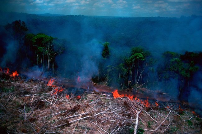 Brandgerodeter Regenwald im Amazonas-Bundesstaat Pará, Brasilien. Foto: Stock Connection Blue/Alamy Stock Photo