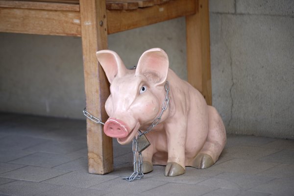 Gar nicht weit weg von der Realität: Schwein an der Kette im Museum. 
