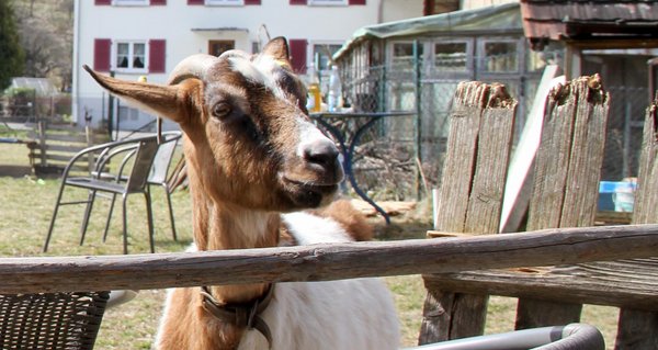Um die Ziegen, die Matter im geräumigen Garten hielt, gab es Streit – Nachbarn meinten, sie sähen verhungert aus und begannen sie zu füttern. Foto: privat