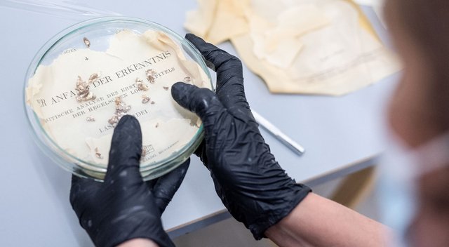 Der Anfang einer Pilzzucht. Foto: Patricia Paryz