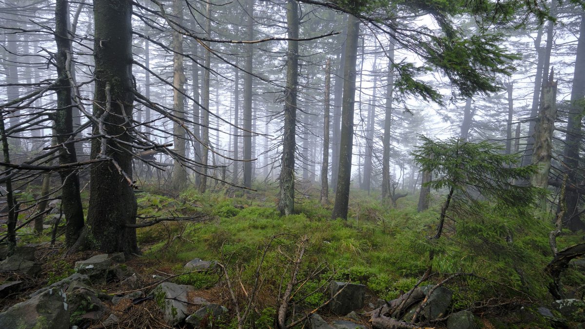 Zumal Auerhühner sich lieber nebenan im Wald zwischen Heidelbeerkraut tummeln, statt auf dem kahlen Rücken der Hornisgrinde.