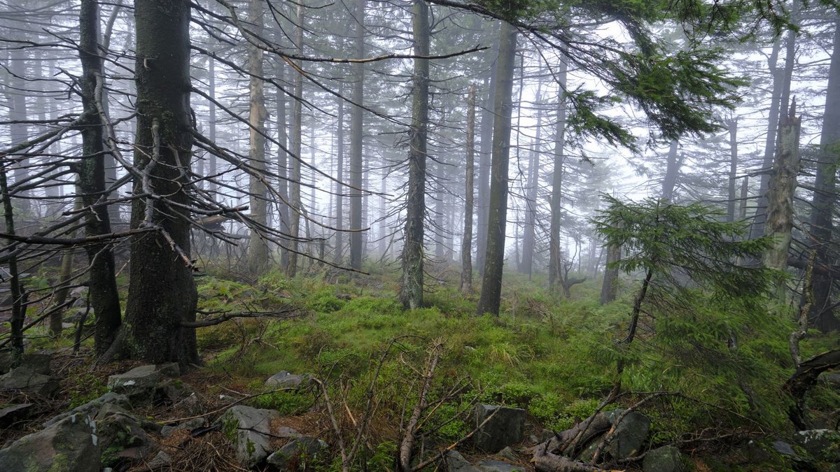 Zumal Auerhühner sich lieber nebenan im Wald zwischen Heidelbeerkraut tummeln, statt auf dem kahlen Rücken der Hornisgrinde.