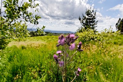 Der Plettenberg ist ein Refugium für Flora und Fauna. Fotos: Joachim E. Röttgers