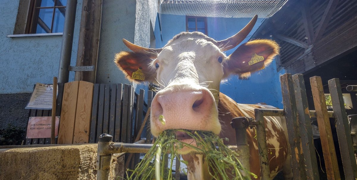 Gibt es denn ein größeres Glück, als eine Kuh in Baden-Württemberg zu sein? Fotos: Joachim E. Röttgers